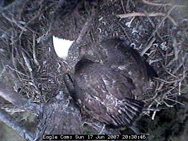 Blackwater eaglets