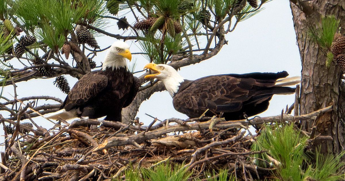 young bald eagle facts