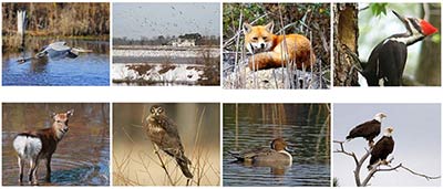 Blackwater NWR image gallery